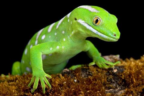 Gecko green - 